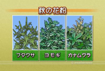 秋の花粉