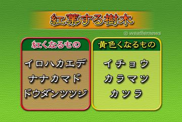 紅葉する樹木