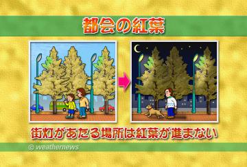 都会の紅葉