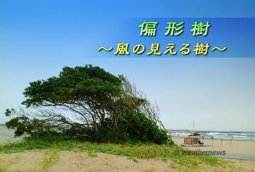 偏形樹