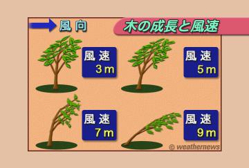木の成長と風速