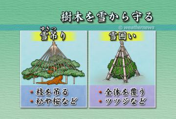 樹木を雪から守る