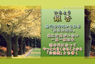 銀杏（いちょう）