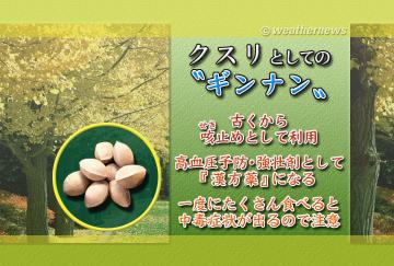 クスリとしてのギンナン