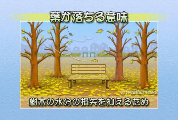 葉が落ちる意味