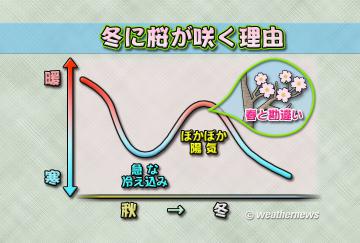冬に桜が咲く理由