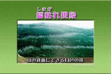 縞枯れ（しまがれ）現象
