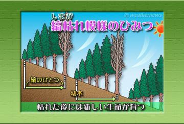 縞枯れ(しまがれ)模様のひみつ