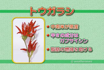 トウガラシ