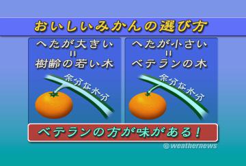 おいしいみかんの選び方・2