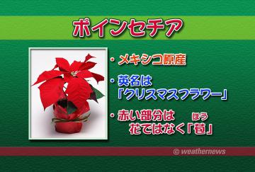 ポインセチア