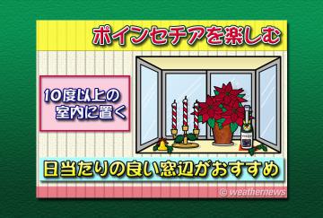 ポインセチアを楽しむ