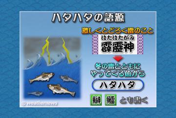 ハタハタの語源