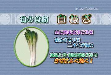 旬の食材・白ねぎ