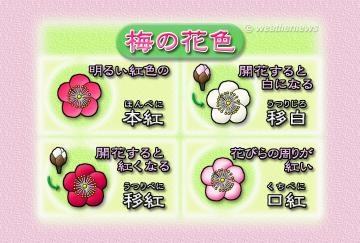 梅の花色