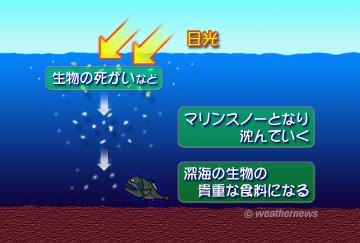 マリンスノー・2