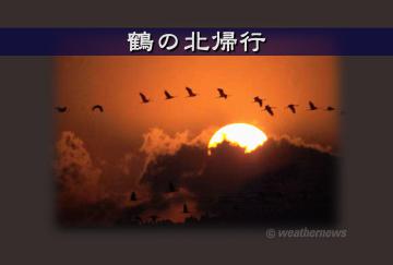 鶴の北帰行