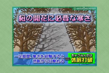 桜の開花に必要な寒さ