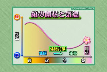 桜の開花と気温