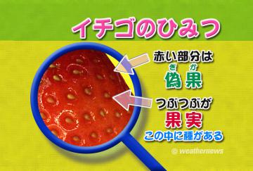 イチゴのひみつ