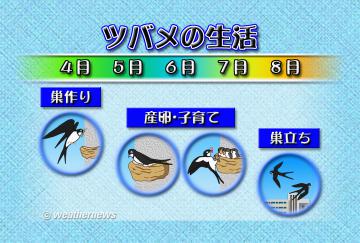 ツバメの生活