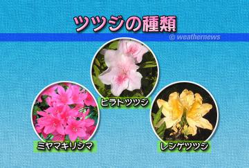 ツツジの種類