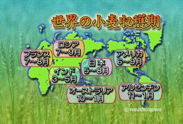 世界の小麦収穫期