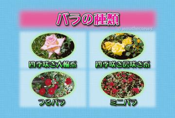 バラの種類