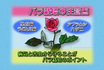 バラ栽培の注意点