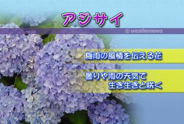 アジサイ