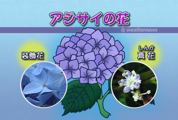 アジサイの花