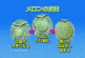 メロンの網目