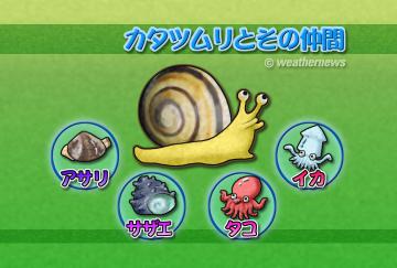 カタツムリとその仲間