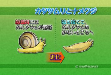 カタツムリとナメクジ