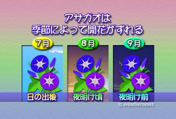アサガオは季節によって開花がずれる