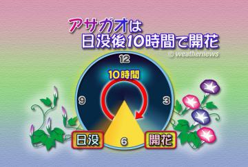 アサガオは日没後10時間で開花