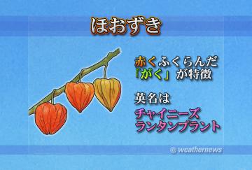 ほおずき