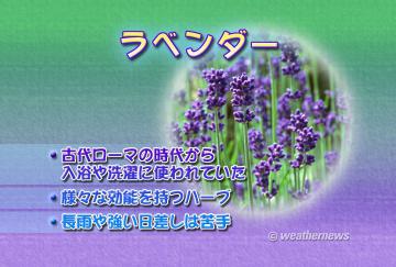 ラベンダー・2