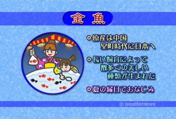金魚