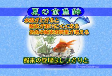 夏の金魚鉢