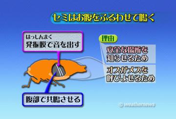 セミはお腹をふるわせて鳴く
