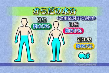 からだの水分