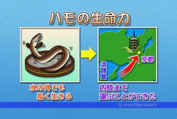 ハモの生命力