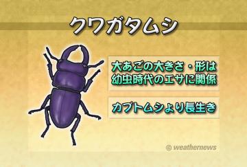 クワガタムシ