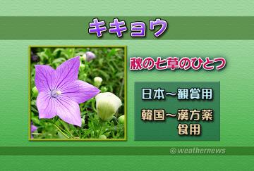 キキョウ