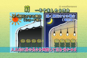 菊が一年中楽しめる理由