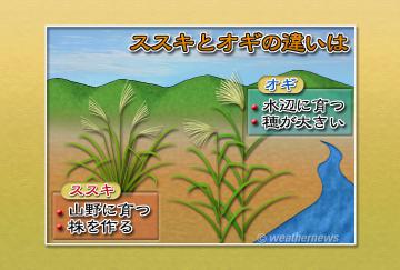 ススキとオギの違いは
