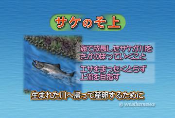 サケの遡上