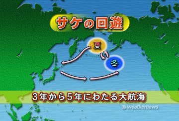 サケの回遊