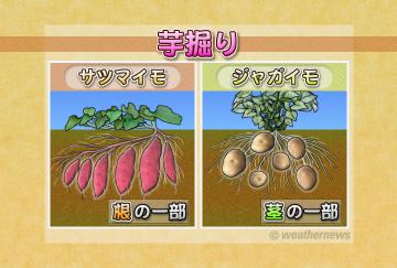 芋掘り